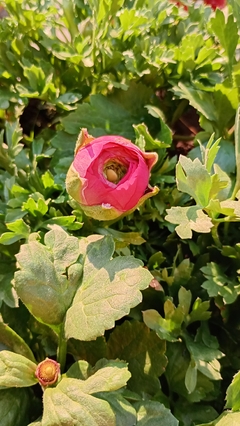 Imagen de MARIMONIA