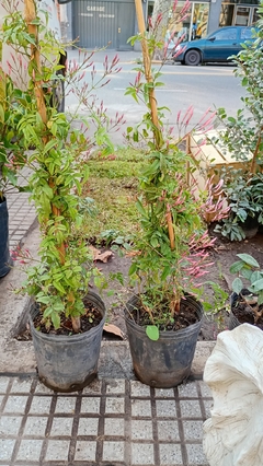 JAZMIN CHINO ( JASMINUM POLIANTHUS ) en internet