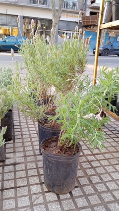 LAVANDA COMUN en internet