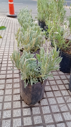 LAVANDA LANATA - comprar online