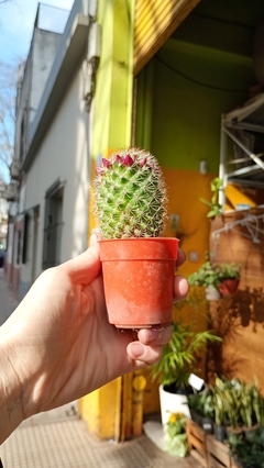 CACTUS Mammillaria - comprar online