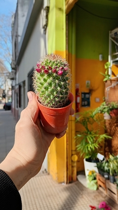 CACTUS Mammillaria