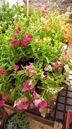 NEMESIA