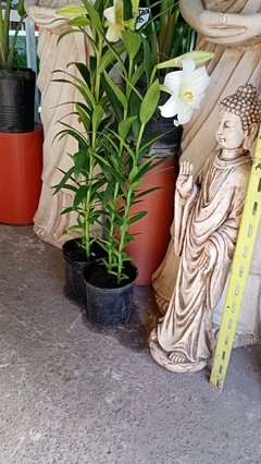 Azucena blanca - comprar online