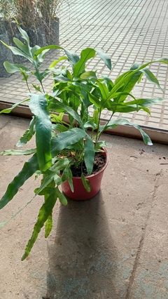 HELECHO POLYPODIUM BLUE