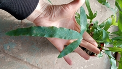 HELECHO POLYPODIUM BLUE - comprar online