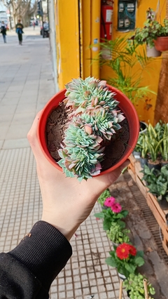 ECHEVERIA ELEGANS CRESTADA SUCULENTA - comprar online