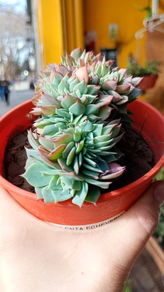ECHEVERIA ELEGANS CRESTADA SUCULENTA