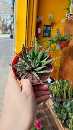 Imagen de Haworthiopsis attenuata suculenta