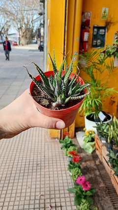 Haworthiopsis attenuata suculenta - tienda online