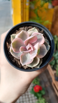 Echeveria Rainbow SUCULENTA en internet