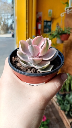 Echeveria Rainbow SUCULENTA - comprar online