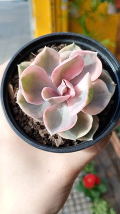 Echeveria Rainbow SUCULENTA