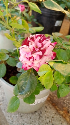 ROSAL ROCOCO - comprar online