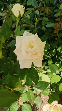 ROSAL ROCOCO en internet