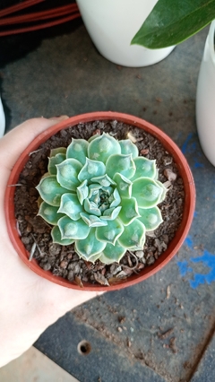 Echeveria hearts choice coleccion suculenta