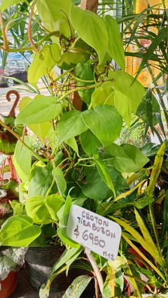 CORDATUM LEMON - El Viverito