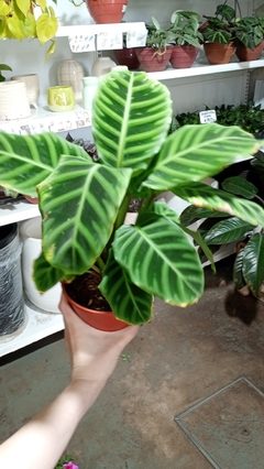 CALATHEA ZEBRINA en internet