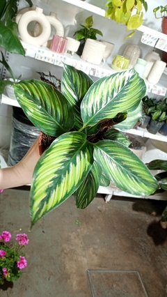 CALATHEA BEAUTY STAR