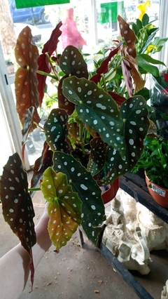 BEGONIA ALA DE ANGEL - comprar online
