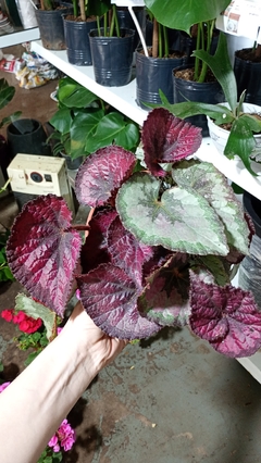 BEGONIA REX - El Viverito