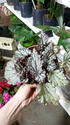 BEGONIA REX en internet
