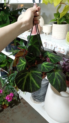 BEGONIA BRASILERA