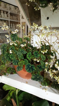 BEGONIA CLEOPATRA