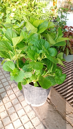 HORTENSIA - comprar online