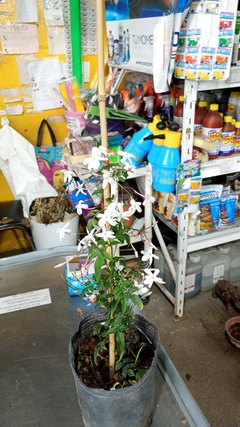 JAZMIN CHINO ( JASMINUM POLIANTHUS )