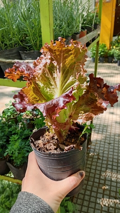 LECHUGA MORADA