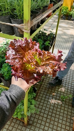 LECHUGA MORADA - comprar online