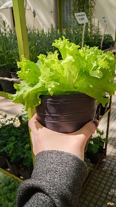 LECHUGA CRIOLLA