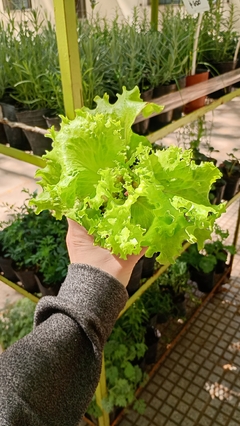 LECHUGA CRIOLLA - comprar online