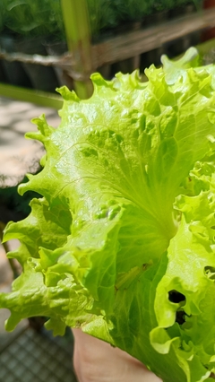 LECHUGA CRIOLLA en internet