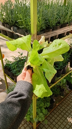 LECHUGA MANTECOSA - comprar online