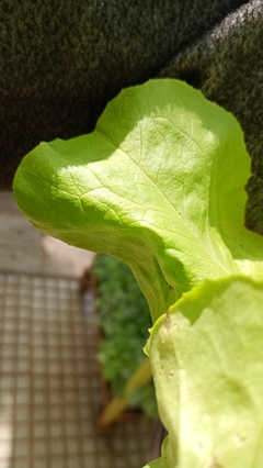LECHUGA MANTECOSA en internet