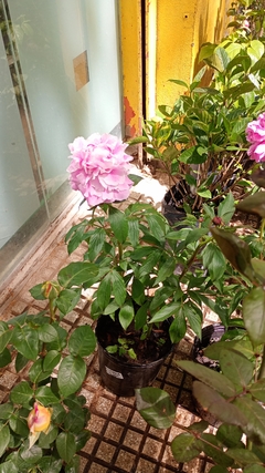 PEONIA en internet
