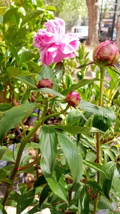 PEONIA - tienda online
