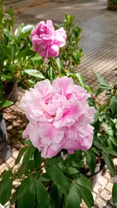 PEONIA - comprar online