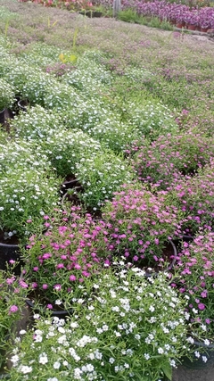 Gypsophila