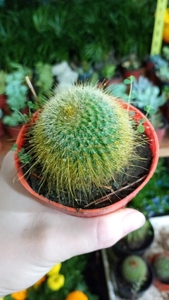 Cactus Parodia leninghausii