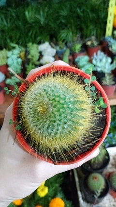 Cactus Parodia leninghausii - comprar online