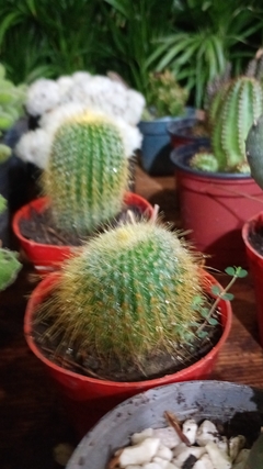 Cactus Parodia leninghausii