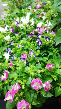 TORENIA