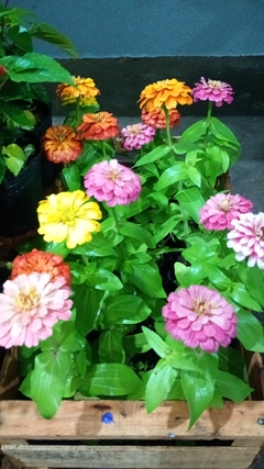 ZINNIA