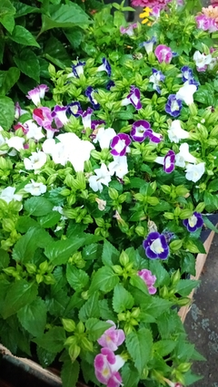 TORENIA - comprar online