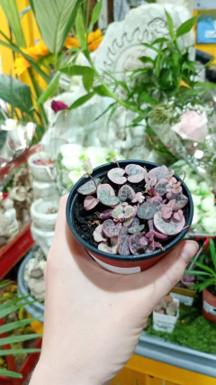 CEROPEGIA WOODII Variegada - comprar online