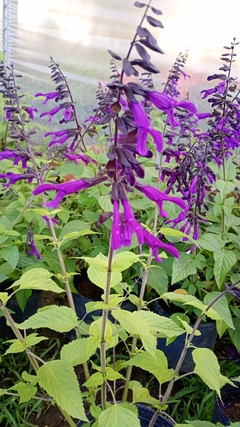 SALVIA GUARANITICA