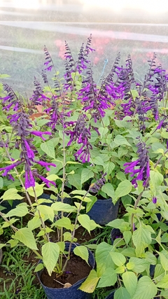 SALVIA GUARANITICA - comprar online